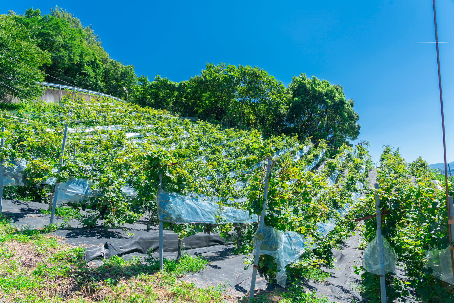 カタシモワイナリー 太閤夢露 ワイン赤 720ml【Folio Sakura 心斎橋 ホテル受取限定】