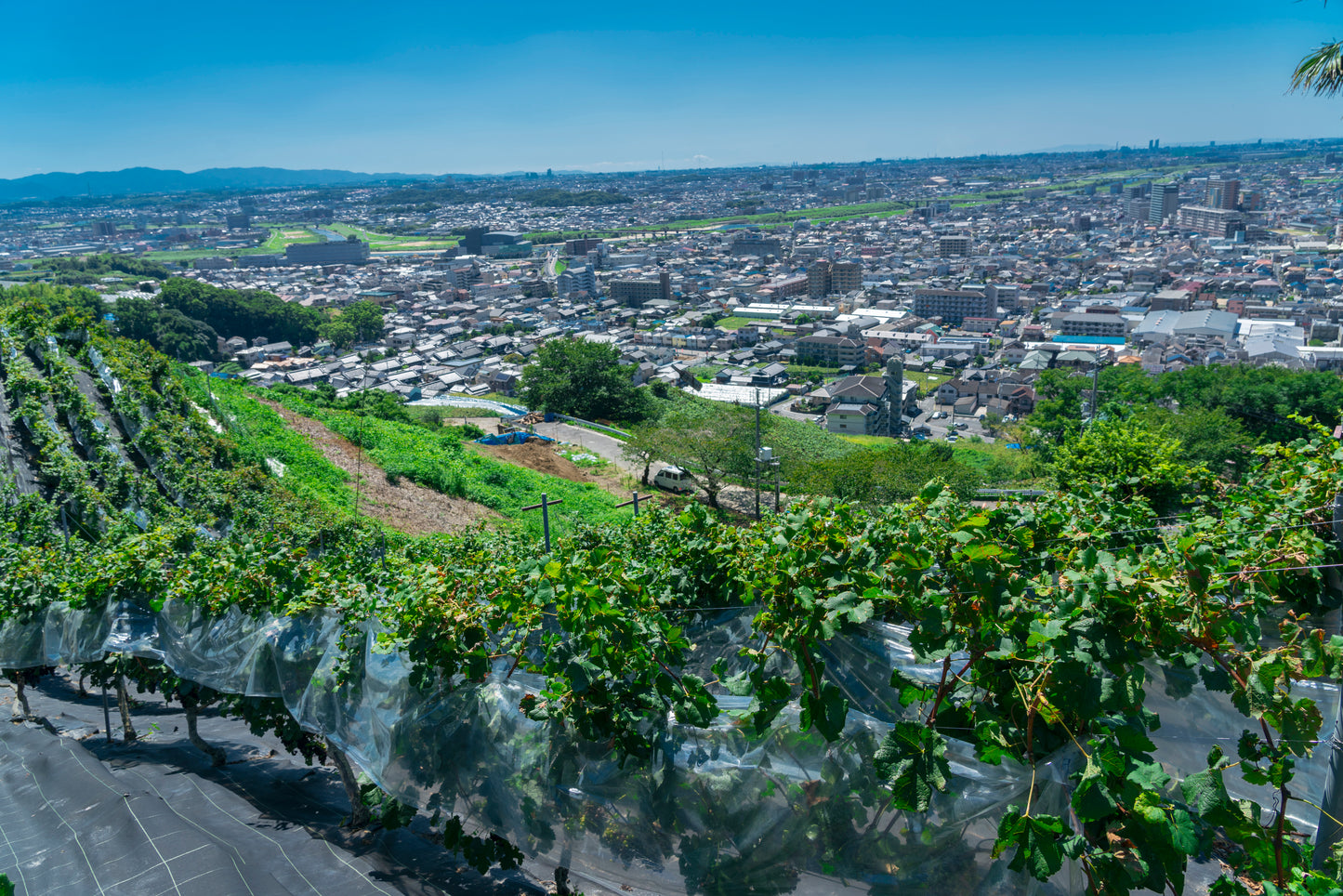 カタシモワイナリー  太閤夢露 ワイン赤 720ml【Folio Sakura 心斎橋 ホテル受取限定】