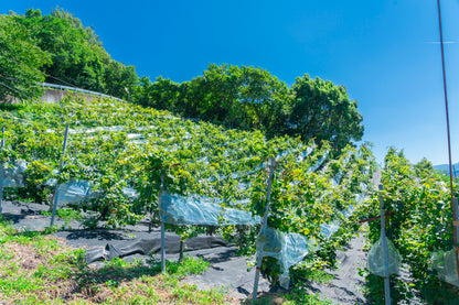 カタシモワイナリー  太閤夢露 ワイン赤 720ml【Folio Sakura 心斎橋 ホテル受取限定】